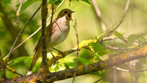 Kleiner Vogel mit aufgerissenem Schnabel sitzt auf kleinen Ästen umgeben von grünen Blättern, teilweise tiefenunscharf