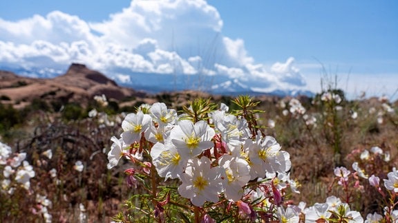 Blüten vor einem Berg