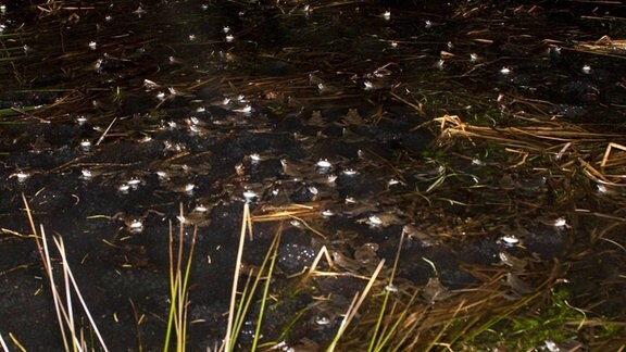 Frösche nachts im Teich