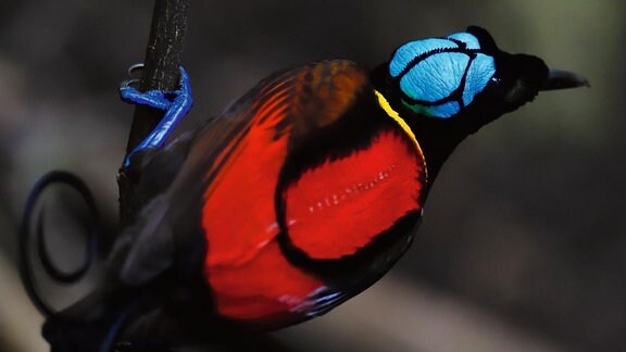 Ein Vogel mit schwarz-rot leuchtendem Federkleid, hellblauem Kopf und dunkelblauen Zehen.