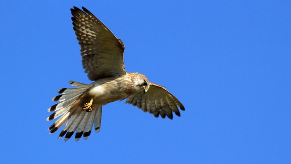 Nankeen-Turmfalke Falco cenchroides in Westaustralien auf der Suche nach Beute