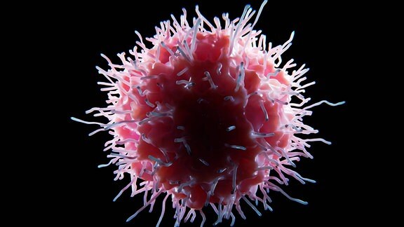 Grafik einer Natürlichen Killerzelle (NK-Zelle), zu sehen ist eine kugelförmige, rosafarbene Zelle mit dünnen, haarartigen Armen.