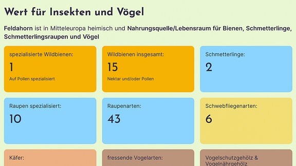 Natura DB - Information über den Wert der Pflanze für andere Lebewesen