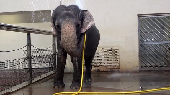 Elefantenkuh Mary benutzt einen Schlauch im Berliner Zoo, um sich abzuspritzen.