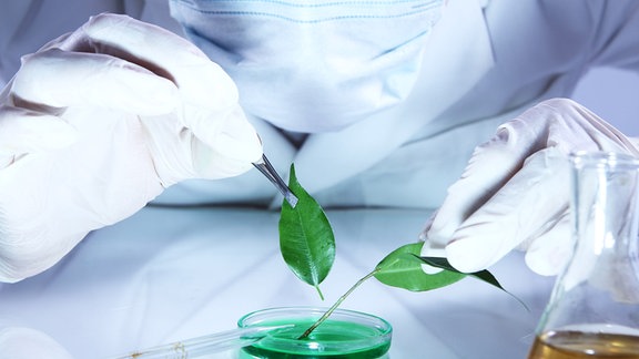 Zwei Hände in weißen Laborhandschuhen untersuchen eine grüne Pflanze über einer Petrischale.