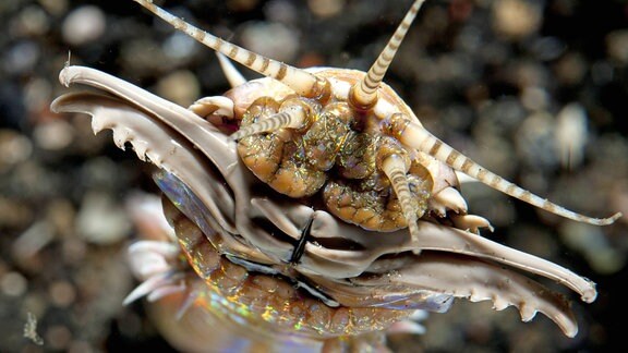 Eine Aufnahme von dem Riesenborstenwurm Eunice aphroditois, mit seinem aufgerissenen Kiefer