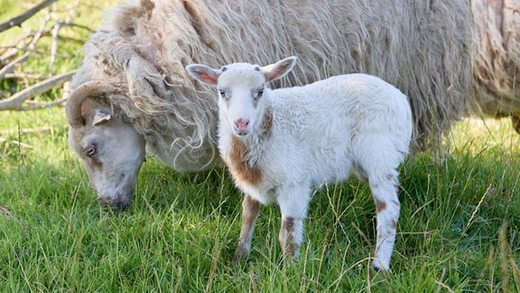 Schaf-Mama «Selma» (l), das Junge «Flumo» stehen auf einer Wiese.