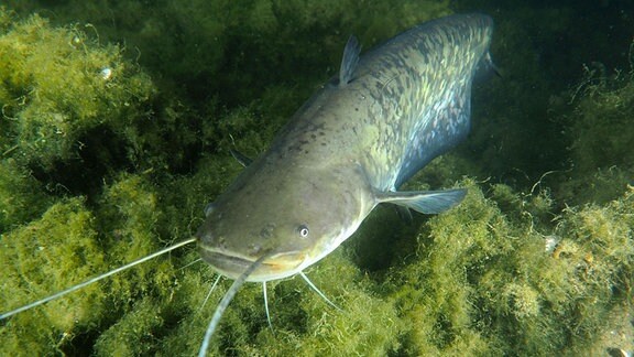 Wels (Silurus glanis) bei Nacht.