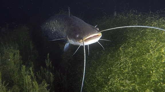 Ein Wels (Silurus glanis), Waller, schwimmt inmitten von Unterwasserpflanzen im dunklen Wasser. 