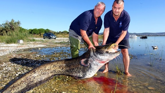 Die Zagreber Angler Zdravko Madjarevic und Branko Videc haben den bisher größten Wels gefangen.