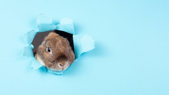 Inszeniertes Foto eines Hasen, der durch ein Loch schaut in hellblauem Papier schaut.