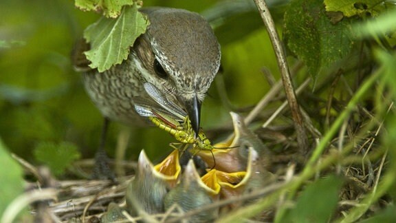 Ein Vogel mit Insekt im Schnabel beugt sich über vier Babyvögel, die alle den Schnabel weit aufsperren.