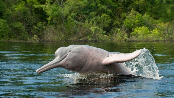 Amazonas-Flussdelfin Inia geoffrensis am Ariau-Fluss