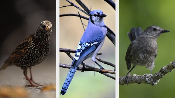 Diese drei Vogelarten sind nicht nur die besten Singvögel, sondern auch besonders gute und intelligente Problemlöser: Stare, Blauhäher und Katzenspottdrossel (v.l.n.r.). 