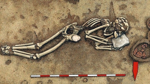 Das Skelett eines Menschen aus der Jungsteinzeit liegt freigelegt in der Erde, daneben ist ein Maßstab.