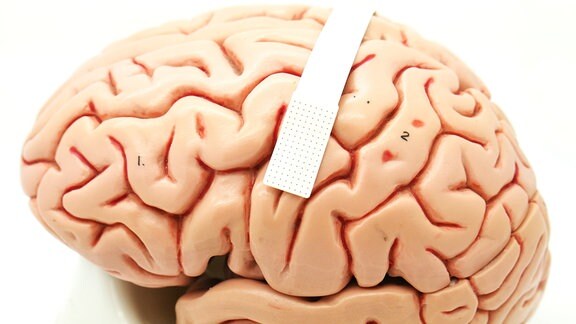 Auf einem Plastikmodell eines Gehirns ist ein weißer Streifen aufgebracht, der wie ein Pflaster aussieht.