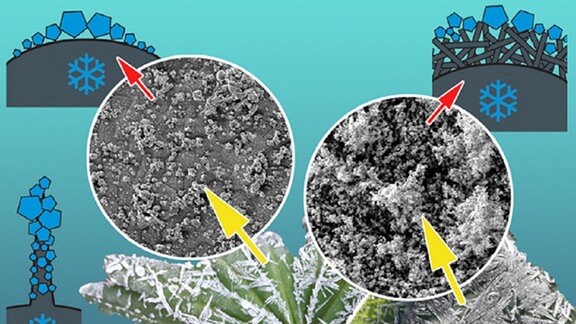 Pflanzenblättern und ihre Schutzmechanismen vor Eis