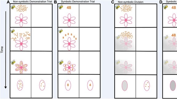 Eine Tabelle, in der in verschiedenen Spalten unterschiedliche Anzahlen von Punkten und Blumen mit verschieden vielen Blumenblättern dargestellt sind.