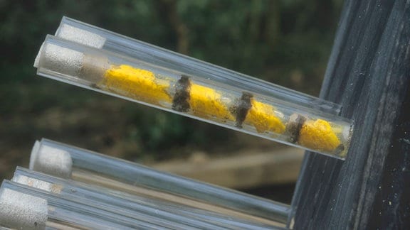 Röhrchen aus Plexiglas als Nisthilfe fuer Mauerbienen mit Beobachtungsmöglichkeit, Brutkammern mit Pollen gefüllt