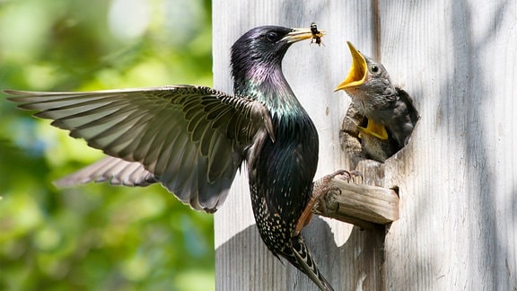 Ein Vogel füttert sein Junges am Nistkasten