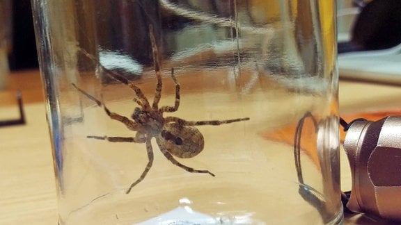 Nosferatu-Spinne in einem Glas auf einem Tisch