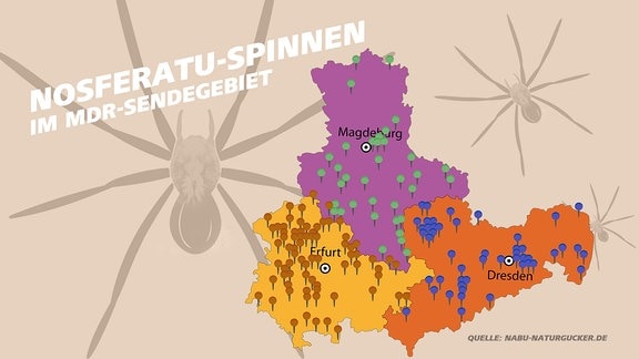 Karte des MDR-Sendegebiets mit dem Auftreten der Nosferatu-Spinne