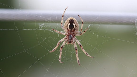 Nosferatu-Spinne Zoropsis spinimana in ihrem Netz