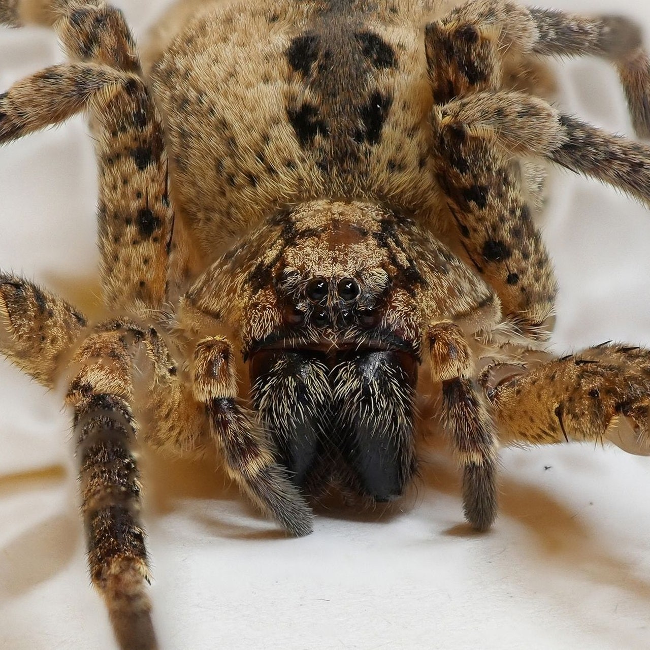 Australische Spinne an der Wand