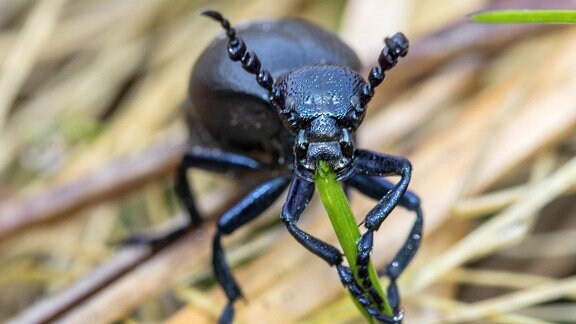 Großer Schwarzer Käfer: dieser könnte es sein
