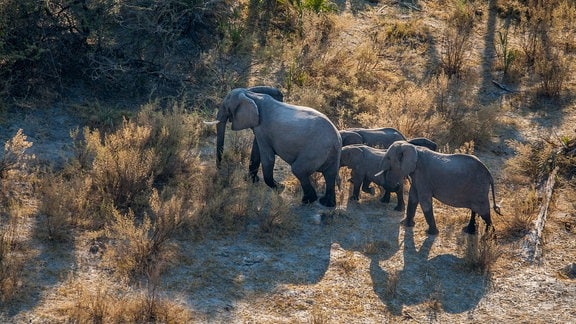 Luftaufnahme eines großen und mehrerer kleinerer Elefanten in einer Graslandschaft
