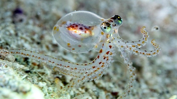 Oktopoden haben sehr komplexe „Kamera“-Augen, wie bei diesem Jungtier zu sehen ist
