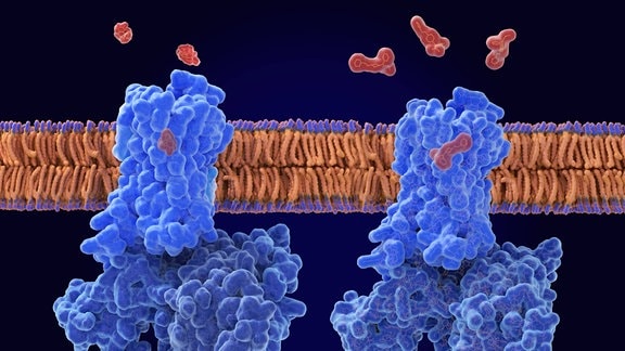 Abbildung von Morphin- (links, rot) und Fentanyl-Molekülen (rechts, rot), die an Mu-Opioid-Rezeptoren (blau) in einer Zellmembran binden.