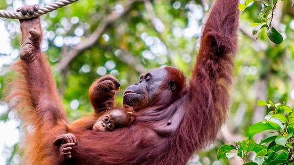 Eine Orang-Utan Mutter mit ihrem Baby im Zoo