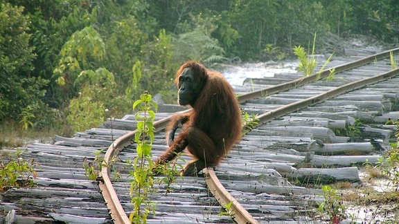 Ein Orang-Utan sitzt auf einer Eisenbahnschiene