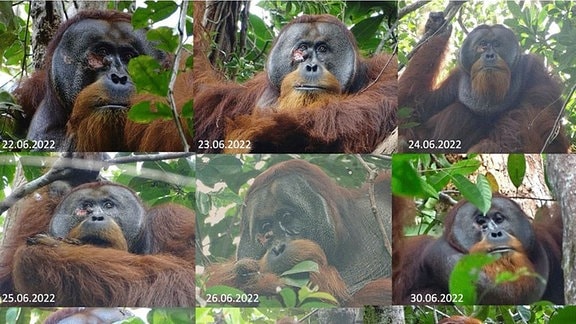 Collage aus mehreren Bilder, Gesichtswunde des erwachsenen männlichen Orang-Utans Rakus