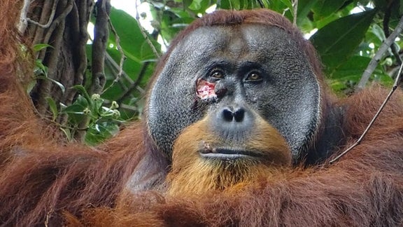 Gesichtswunde des erwachsenen männlichen Orang-Utans Rakus