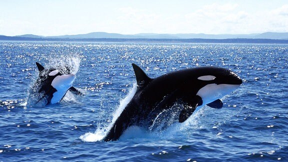 Orca Schwertwahle in Kanada