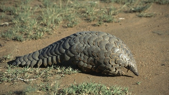 Tier mit großem, runden Körper, langem, dünn zulaufenden Schwanz und dünn zulaufendem Kopf. Bedeckt mit größeren Schuppen.