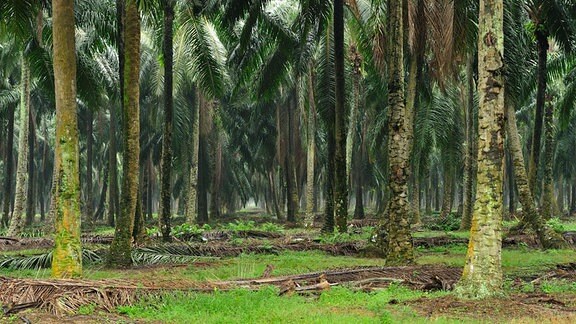Wald-artige Plantage mit hohen Ölpalmen – typische Palmen mit Wedel und grün-braunem Stamm. Blick in Plantagen-Wald.