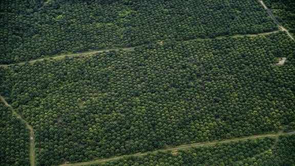 Luftbildaufnahme einer Palmöl-Plantage in Indonesien