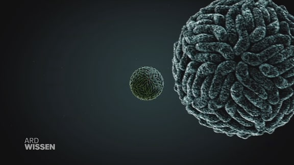 Ein Flavivirus in Nahaufnahme 