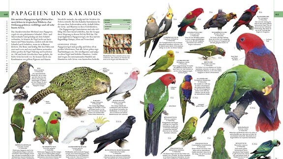 Papageien und Kakadus aus dem Buch "Die Natur in über 5000 Fotos"