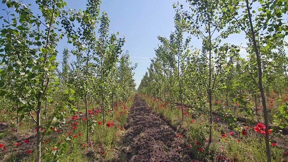 Das Foto zeigt eine zwei Jahre alte Pappelplantage mit Mohnblumen und insektenfreundlicher Bodenvegetation zur Erhöhung der Biodiversität.
