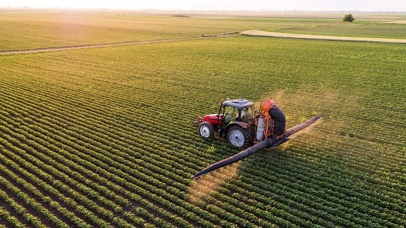 Luftaufnahme: Traktor fährt über Feld und verspritzt aus langen Stangen links und rechts Flüssigkeit auf Feld. Sojapflanzenanbau bis zum Horizont, warme, idyllische Lichtstimmung durch späte Sonne