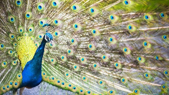 Nahaufnahme Pfau, blauer, schmaler Vogel mit auffällig glänzender Stirn, mit bildfüllend aufgeschlagenem Federkleid mit vielen Pfauenaugen, 