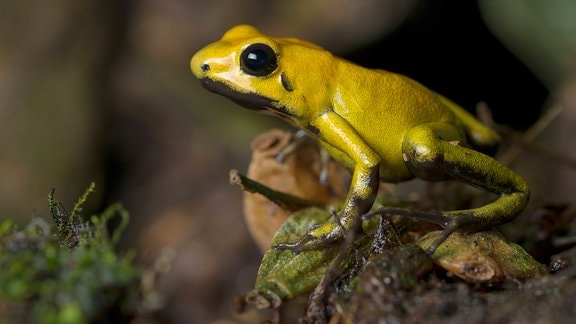 Kleiner gelber Frosch mit glänzender Haut und schwarzen Kulleraugen sitzt auf Untergrund aus Moos und Stein