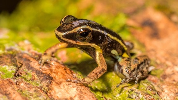 Pfeilgiftfrosch