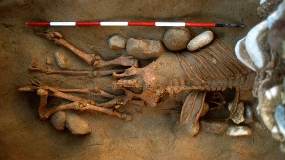 Dieses von den Oberaufsichtsbehörden für Archäologie, Bildende Kunst und Landschaft (SABAP-VR) zur Verfügung gestellte Foto zeigt Grab Nummer 46 mit einem liegenden Pferd, das über einer erwachsenen Frau begraben wurde.
