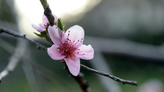 Blüte an einem Pfirsichbaum