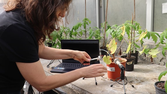Prof. Lilach Hadany nimmt mit einem Richtmikrofon die Geräusche einer sehr ausgetrockneten Tomatenpflanze auf